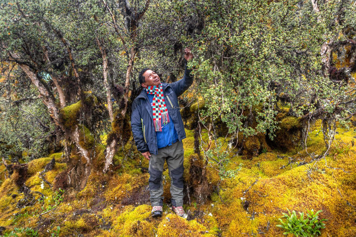 rolex reconoce el trabajo de uno de los principales reforestadores de los andes