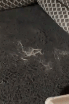 GIF of reviewer using the chom chom roller to remove fur from a couch