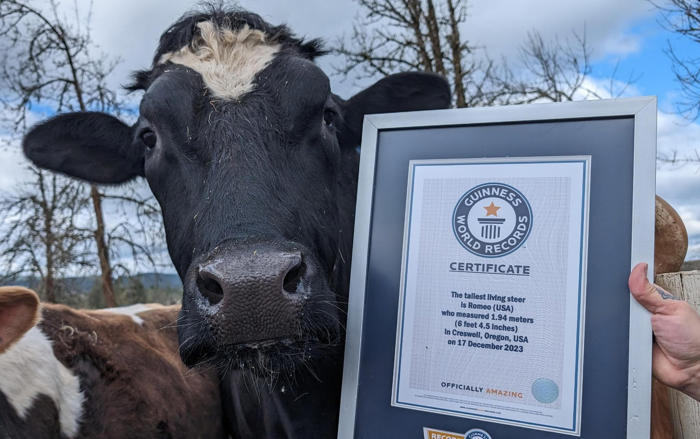 he was saved from the slaughterhouse – now he’s the tallest steer in the world