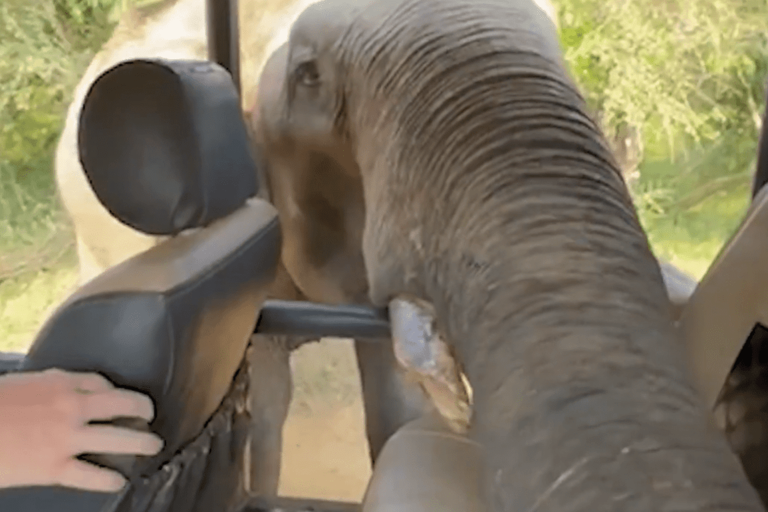 Elephant in safari