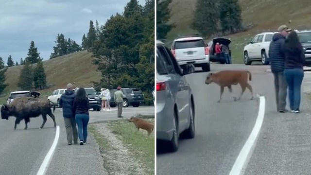 bystander shares video of tourists disregarding bison and calf crossing their path at national park: 'these people don't realize what they are doing'