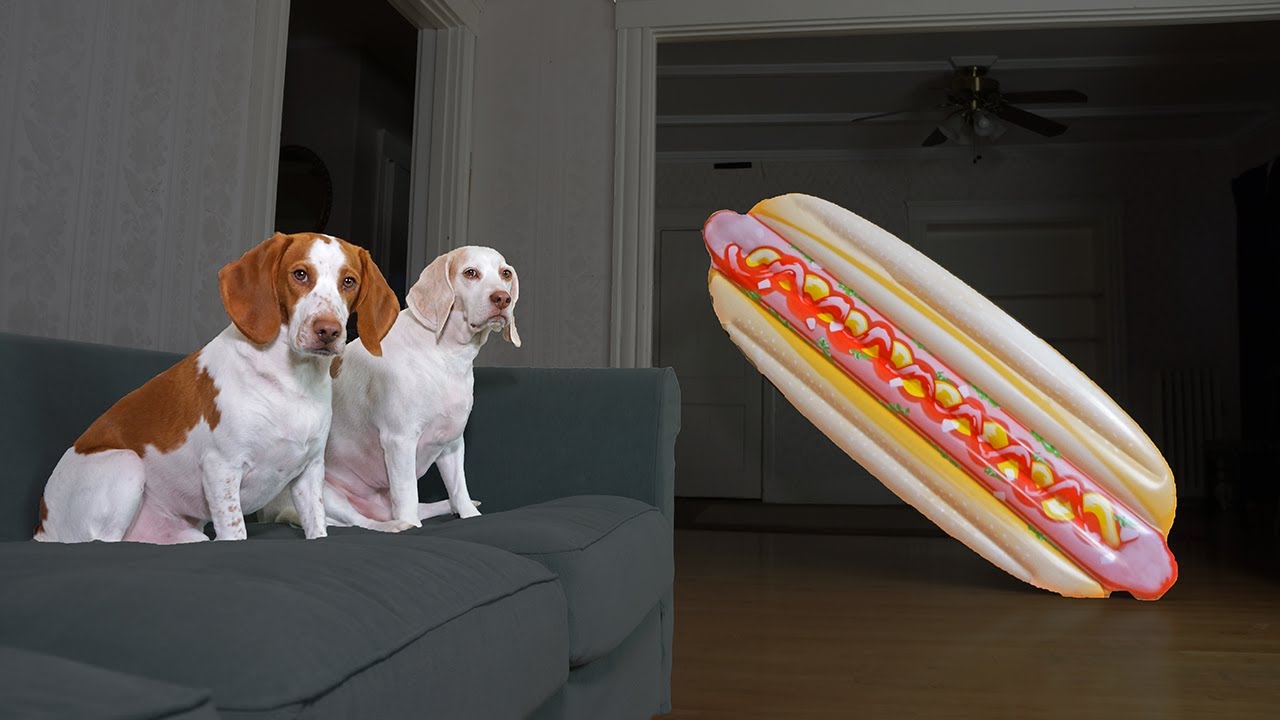 Dog Vs Giant Hot Dog Prank! Funny Dogs Maymo, Potpie, & Penny Fight ...