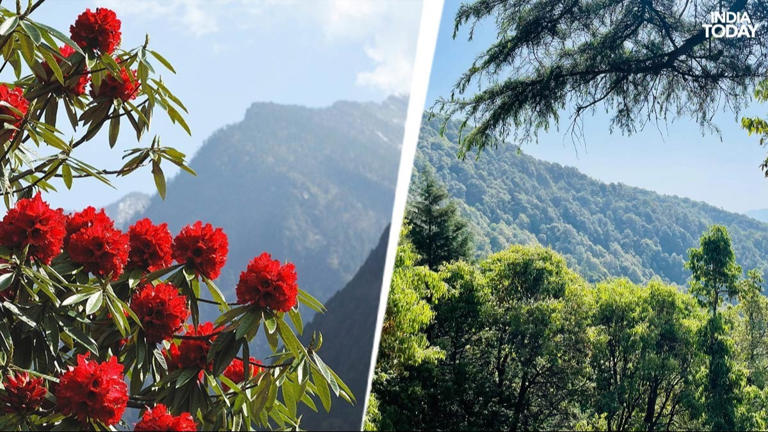 A red-rhododendron weekend in Binsar, with dazzling views of Nanda Devi