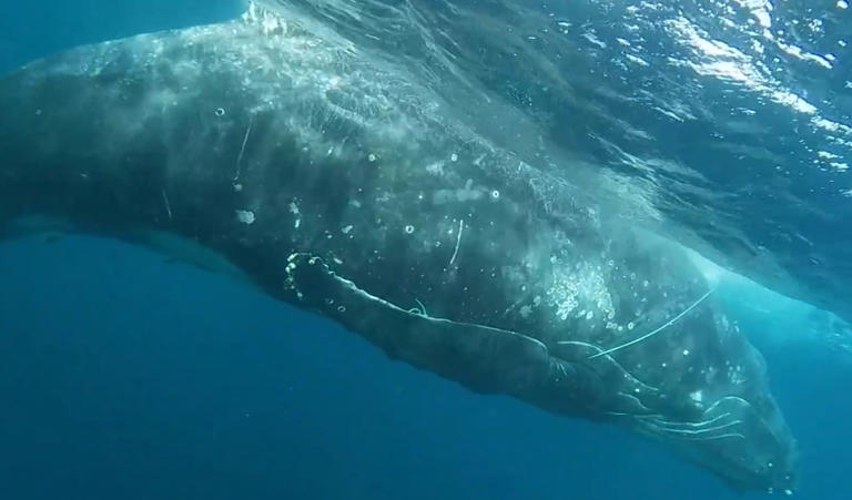 Humpback whale freed after overnight rescue mission near Perth