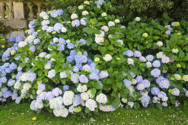 We asked hydrangea specialists for their top care tips, and they'll ...