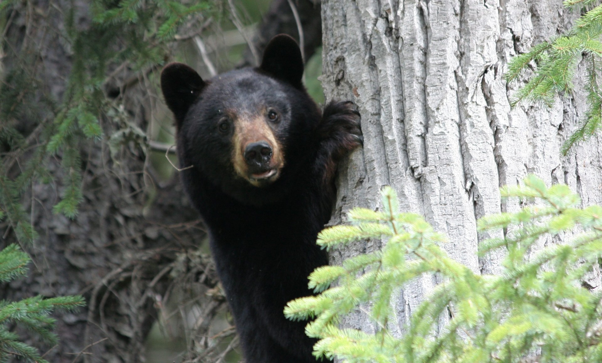 Three In Hospital After Eating Undercooked Bear Meat