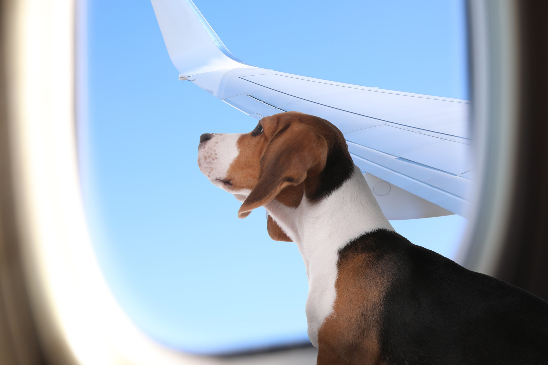 <p>During these Bark flights, canine passengers can socialize with each other and, like their owners, receive treats, ear protectors to reduce noise, and are entitled to a drink of their choice, among other surprises.</p><p><a href="https://www.msn.com/en-us/community/channel/vid-7xx8mnucu55yw63we9va2gwr7uihbxwc68fxqp25x6tg4ftibpra?cvid=94631541bc0f4f89bfd59158d696ad7e">Follow us and access great exclusive content every day</a></p>