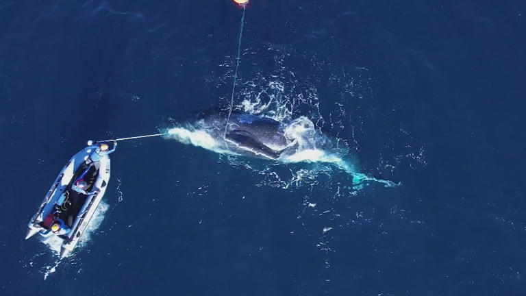 Humpback whale freed after overnight rescue mission near Perth