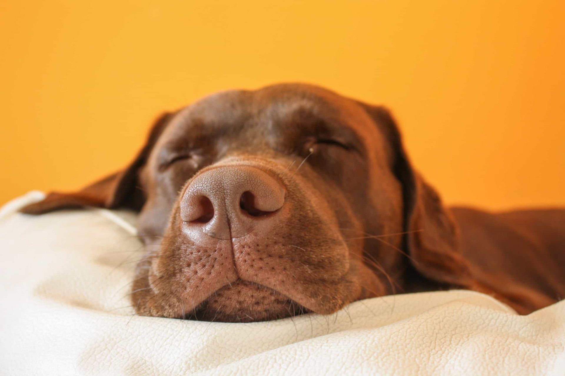 <p>If your dog has trouble sleeping and stays nervous when he or she sleeps in strange places, it might be worth trying some background white noise. There are some apps for this.</p>