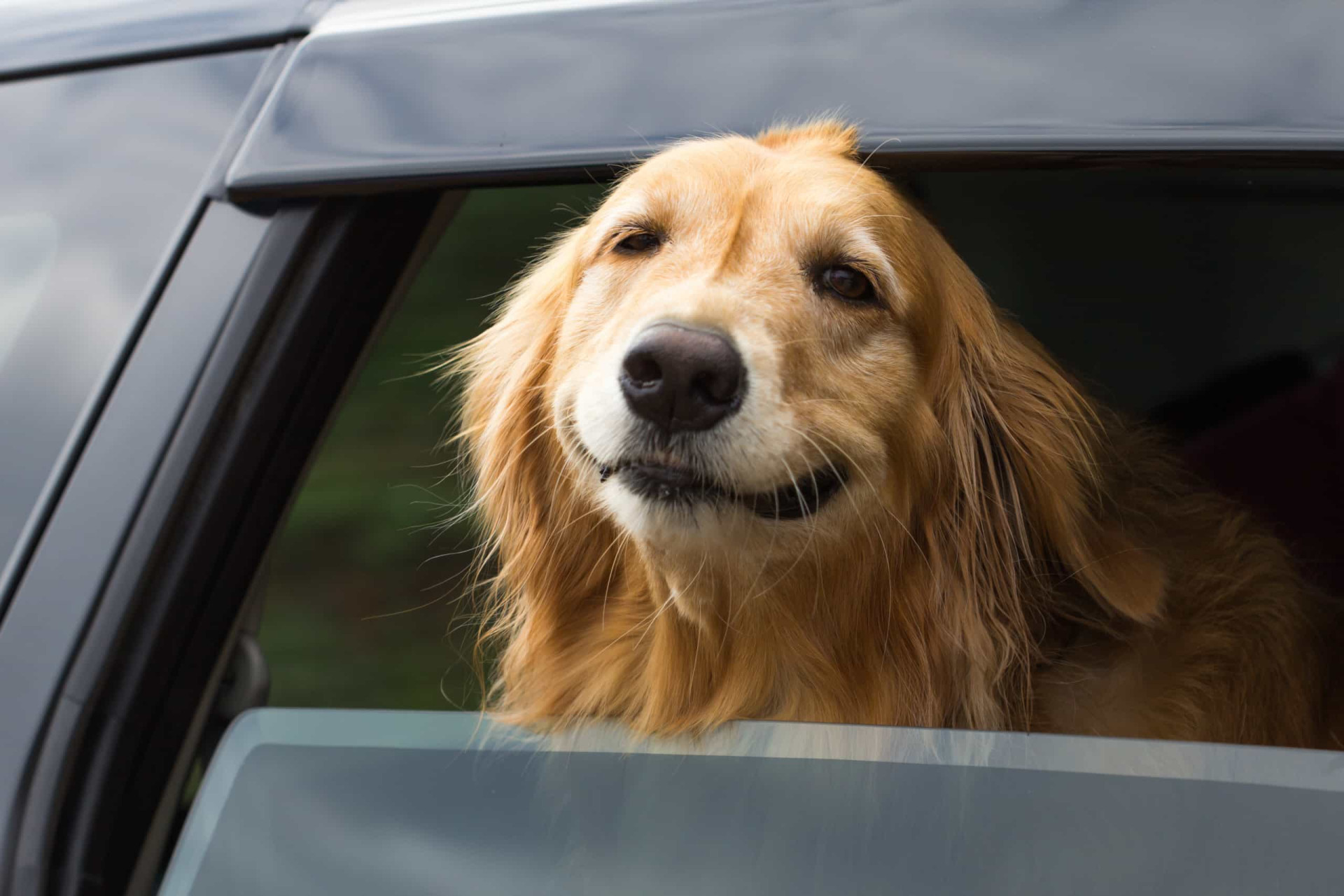 <p>Yes, dogs love it, and, yes, they look adorable when they do it, but this is actually quite dangerous for them on the road.</p><p>You may also like:<a href="https://www.starsinsider.com/n/477854?utm_source=msn.com&utm_medium=display&utm_campaign=referral_description&utm_content=719768en-us"> Famous people who had to flee their home countries</a></p>