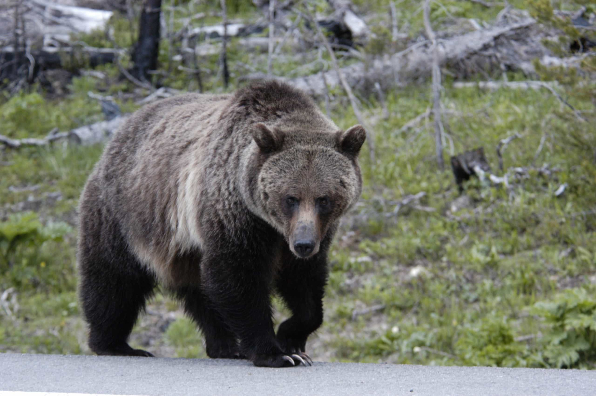 <p>If you’re visiting a national park or other area where wildlife are a threat, keep your dog safe. Your pooch wouldn’t stand a chance against a bear, for instance.</p><p><a href="https://www.msn.com/en-us/community/channel/vid-7xx8mnucu55yw63we9va2gwr7uihbxwc68fxqp25x6tg4ftibpra?cvid=94631541bc0f4f89bfd59158d696ad7e">Follow us and access great exclusive content every day</a></p>