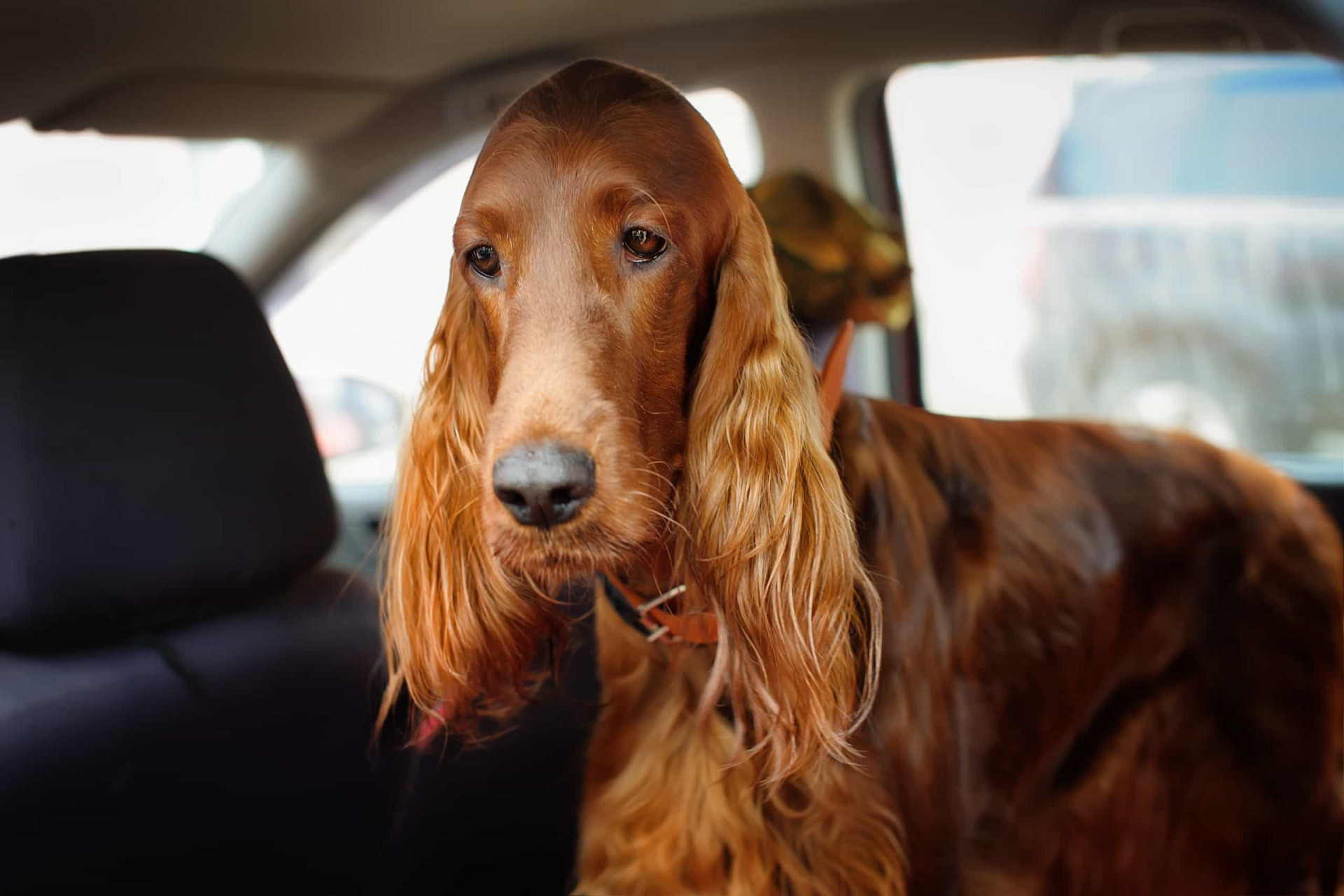 <p>Some dogs get over it with a few rides, but others not so much. If this is the case, you will need to go to the vet and get some motion sickness meds. It’s advisable to try them before you go on the road trip.</p><p><a href="https://www.msn.com/en-us/community/channel/vid-7xx8mnucu55yw63we9va2gwr7uihbxwc68fxqp25x6tg4ftibpra?cvid=94631541bc0f4f89bfd59158d696ad7e">Follow us and access great exclusive content every day</a></p>