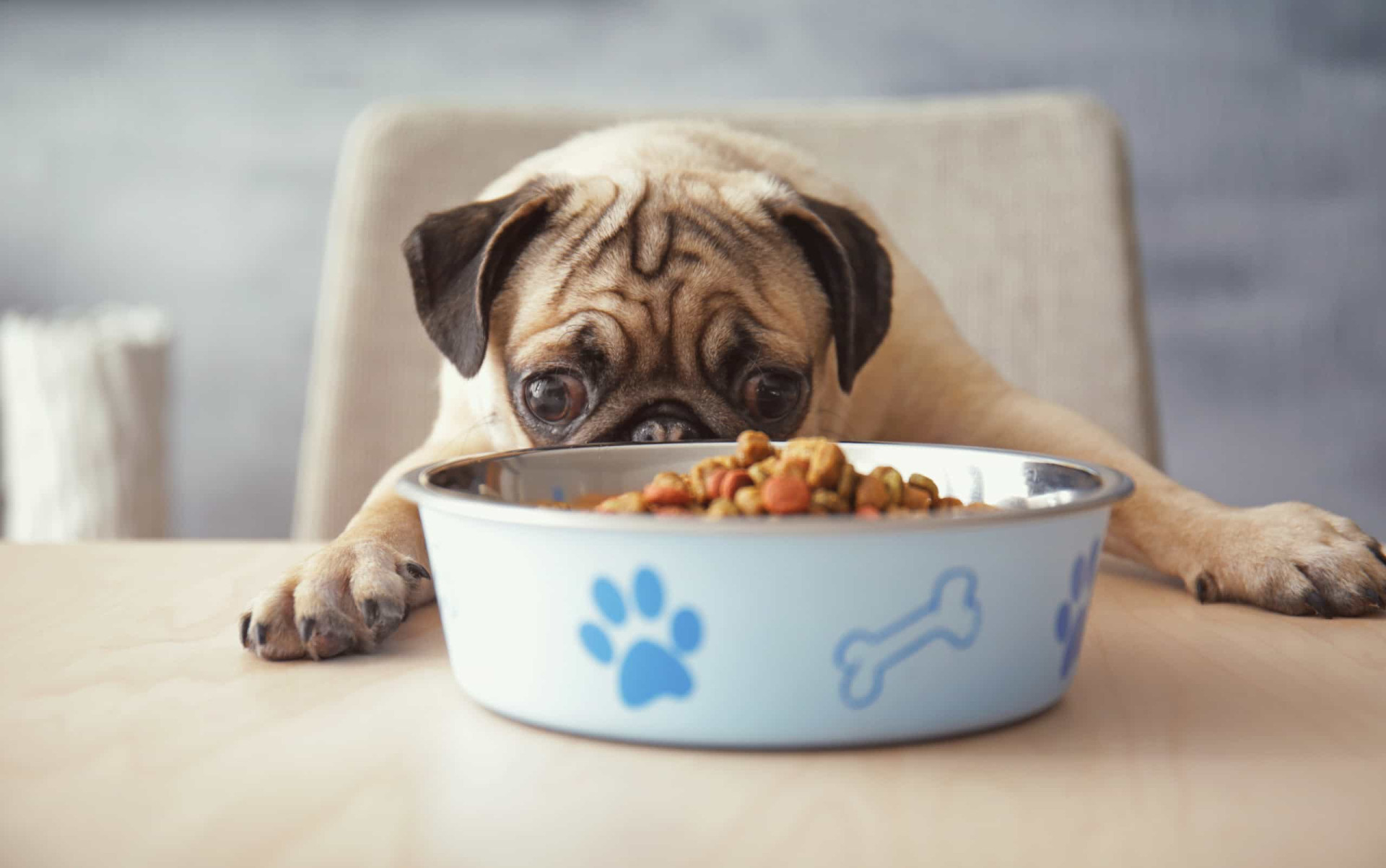 <p>Feed your dog a light meal, about three to four hours prior to traveling. It's best that your pet doesn't get in the car on a full stomach.</p><p>You may also like:<a href="https://www.starsinsider.com/n/352980?utm_source=msn.com&utm_medium=display&utm_campaign=referral_description&utm_content=719768en-us"> Trying to lose weight? Don't make these common mistakes! </a></p>