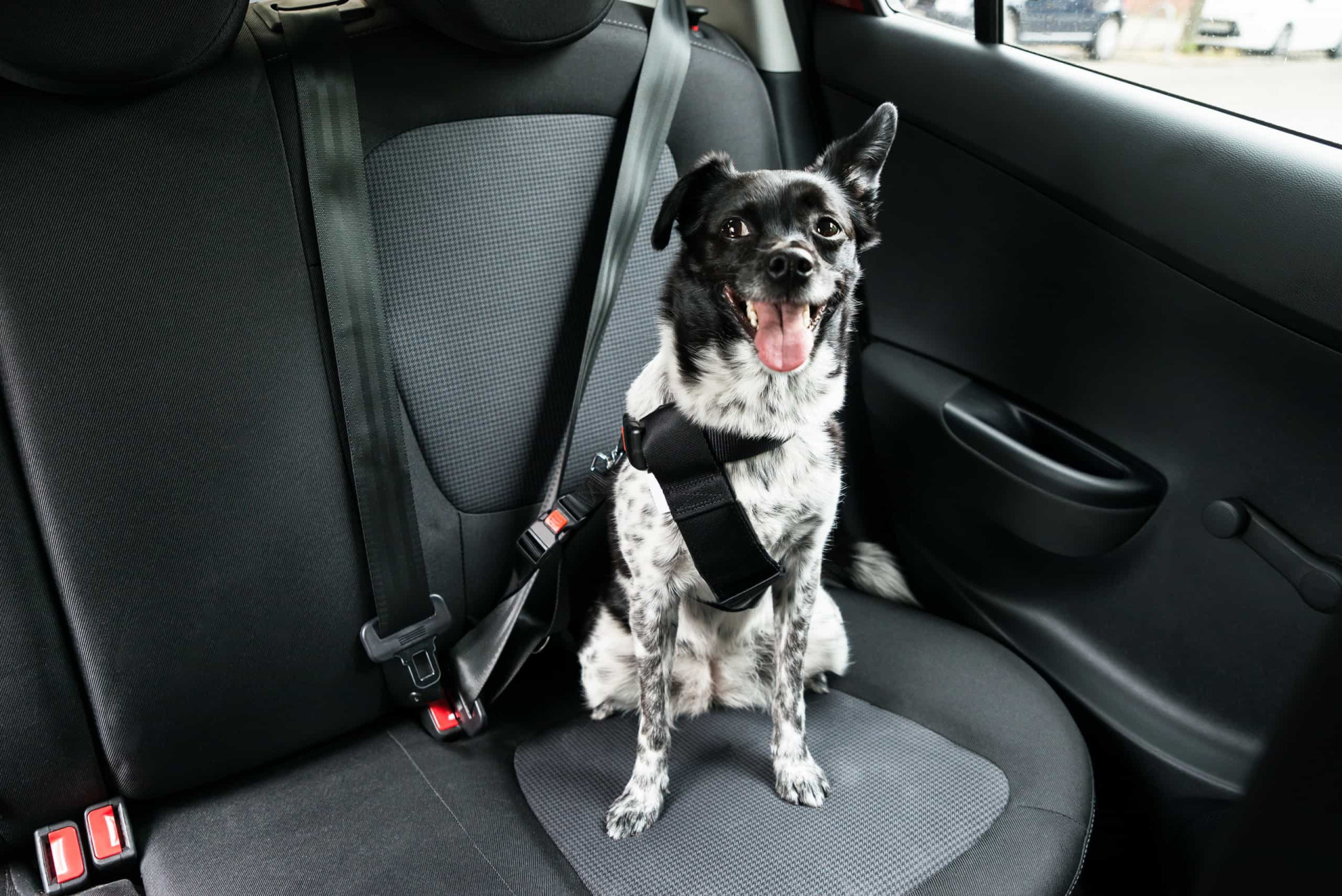 <p>A harness is a great option to use with the seatbelt. A good one should be comfy and keep your dog safe.</p><p>You may also like:<a href="https://www.starsinsider.com/n/458733?utm_source=msn.com&utm_medium=display&utm_campaign=referral_description&utm_content=719768en-us"> The terror that was the Russian Gulag</a></p>