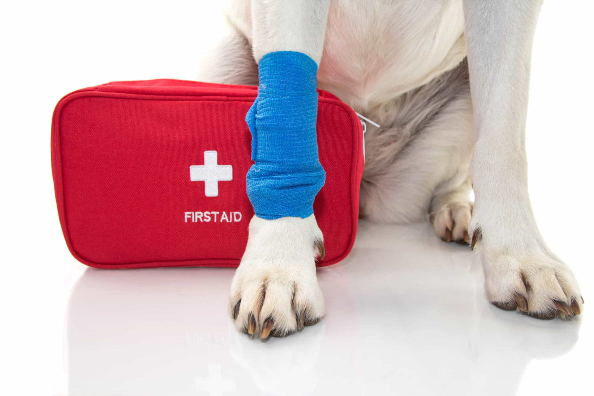 <p>Just like with humans, accidents happen, and dogs can get hurt. You might also want to buy or put together your own dog first aid kit.</p><p><a href="https://www.msn.com/en-us/community/channel/vid-7xx8mnucu55yw63we9va2gwr7uihbxwc68fxqp25x6tg4ftibpra?cvid=94631541bc0f4f89bfd59158d696ad7e">Follow us and access great exclusive content every day</a></p>