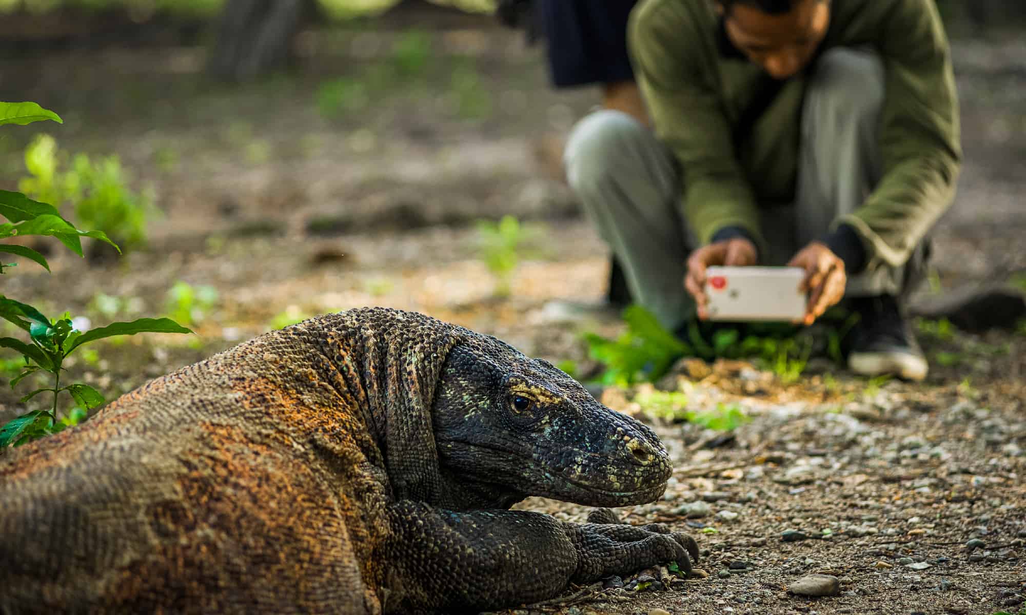 10 Incredible Komodo Dragon Facts