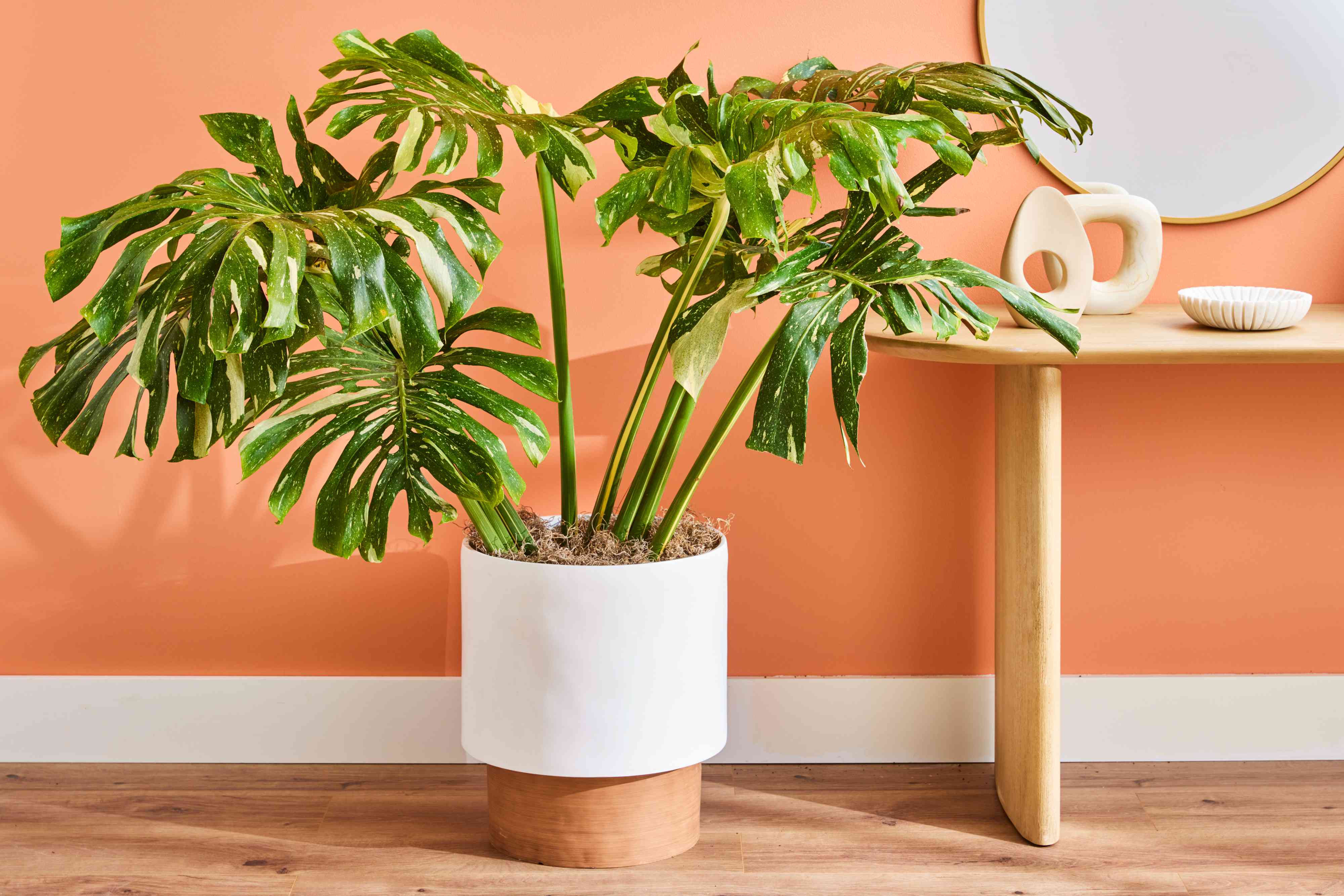 How to Grow and Care for Thai Constellation Monstera Like a Pro