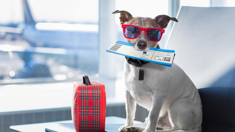 BARK Air Launches as The World’s First Airline Designed Exclusively for Dogs