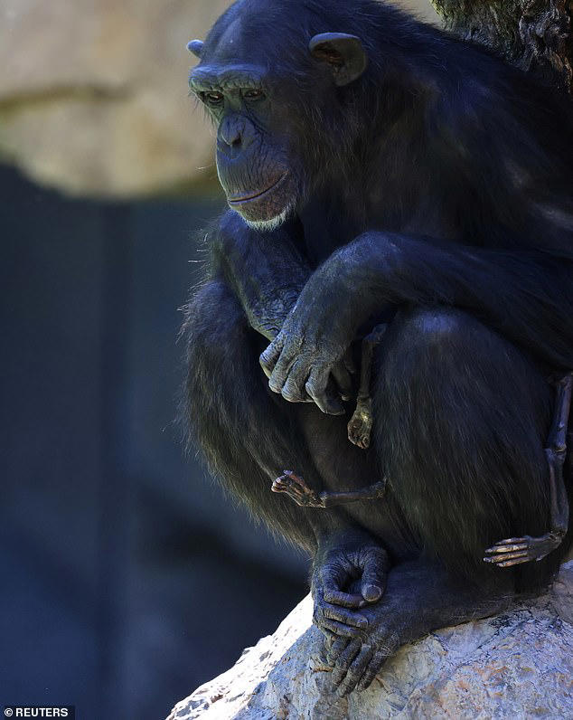 The heartbreak of a mother... Grieving chimpanzee carries dead baby