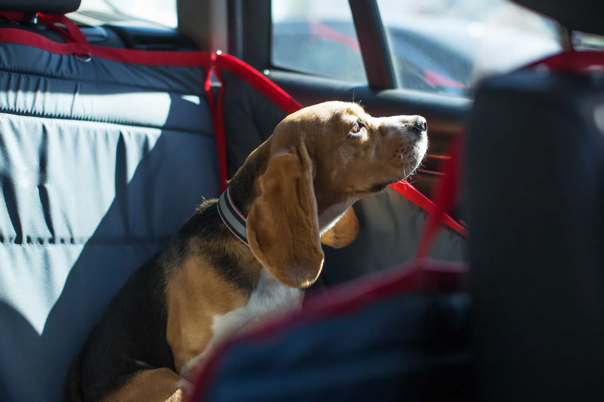 <p>It’s important that your dog is used to the car. Don’t make the animal’s first car trip a long road trip. Go for short drives first, and see your pet’s reaction to traveling by car.</p><p>You may also like:<a href="https://www.starsinsider.com/n/338149?utm_source=msn.com&utm_medium=display&utm_campaign=referral_description&utm_content=719768en-us"> Myths, truths, and fun facts about milk</a></p>