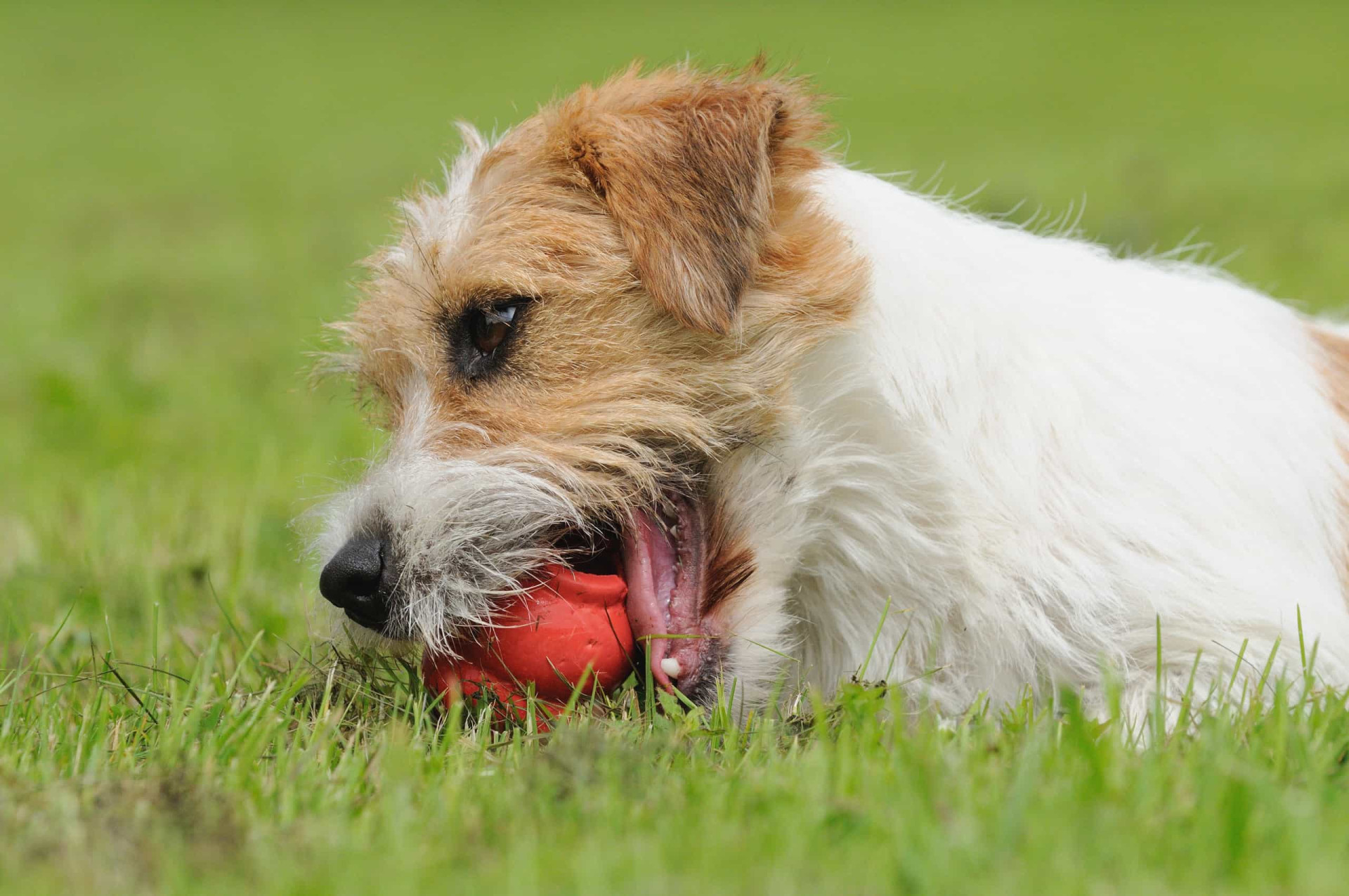 <p>A car trip can be tedious for some dogs, so why not give them something to do? A stuffed Kong or a toy can keep them entertained for a while.</p><p><a href="https://www.msn.com/en-us/community/channel/vid-7xx8mnucu55yw63we9va2gwr7uihbxwc68fxqp25x6tg4ftibpra?cvid=94631541bc0f4f89bfd59158d696ad7e">Follow us and access great exclusive content every day</a></p>