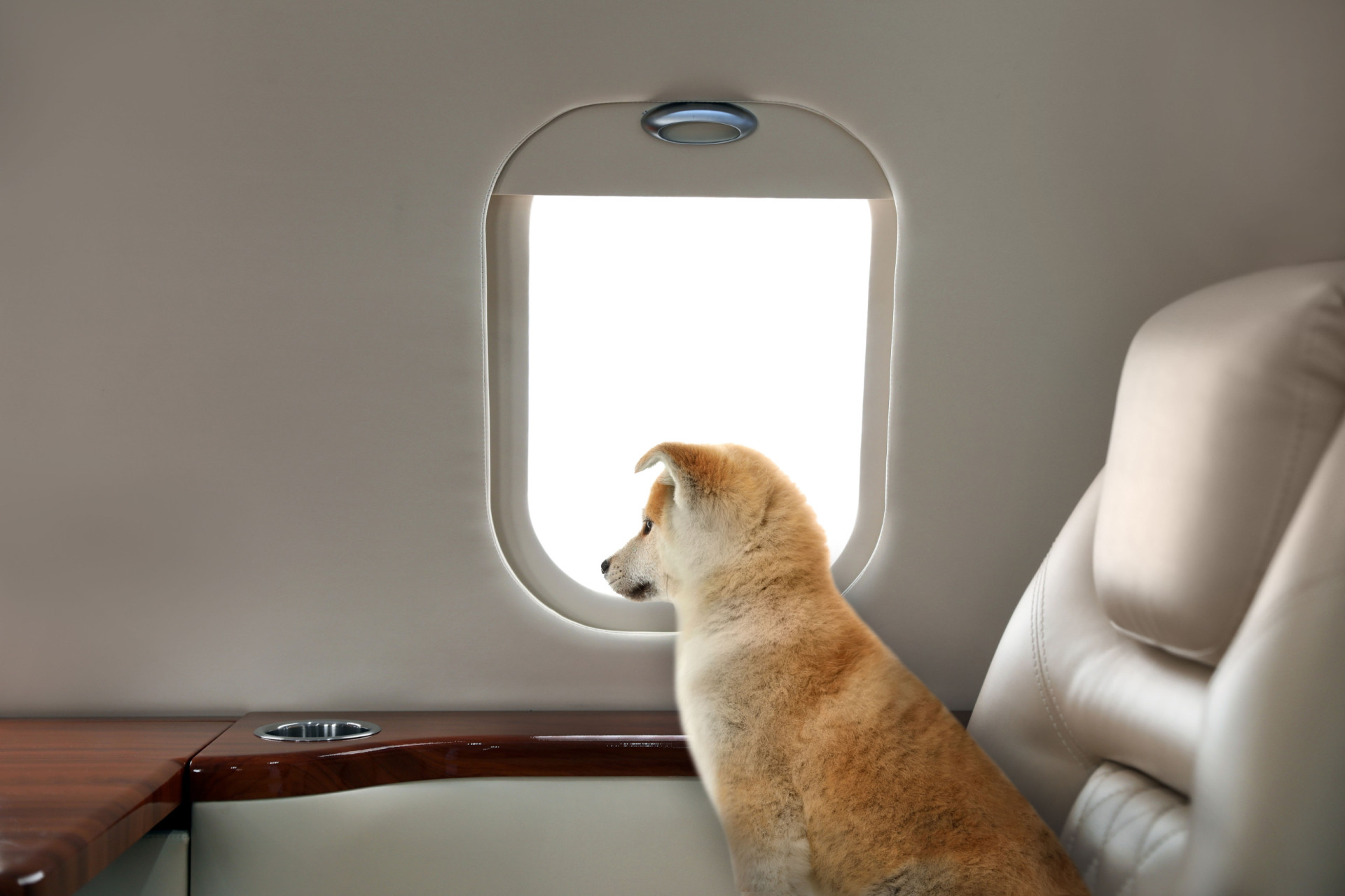 <p>Bark Air, a luxury airline for dogs (and their owners), made its first flight. The inaugural trip took place on Thursday, May 23, between New York and Los Angeles, in the USA, and was documented by the company on Instagram.</p> <p>"At this moment, at an altitude of 30,000 feet, there is a flight full of dogs," revealed Bark Air at the time, adding that on these flights "dogs are the main priority."</p> <p>The tickets were sold out, according to Bark's booking site, which states that the experience was launched to make long-distance travel more comfortable for dogs that usually do not fit in the front of passengers' seats on commercial airplanes.</p> <p>"Often, dogs are prevented from traveling, confined to a backpack, or have to endure the stress of traveling in the cargo hold," said the company when it announced the flights last April.</p> <p>(Illustrative image)</p><p>You may also like:<a href="https://www.starsinsider.com/n/198351?utm_source=msn.com&utm_medium=display&utm_campaign=referral_description&utm_content=719768en-us"> What's your Vedic astrological sign?</a></p>