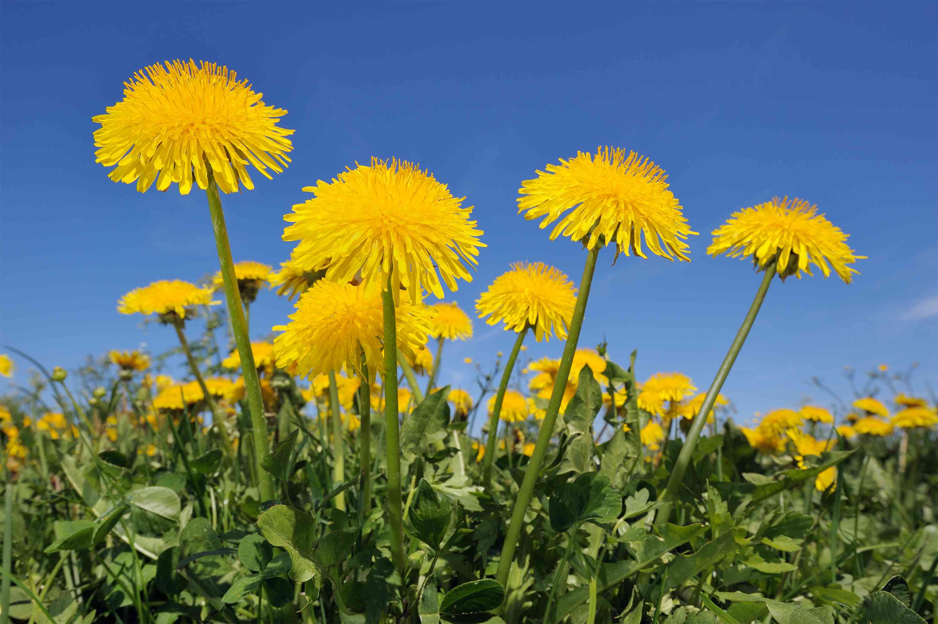 3 Easy Ways to Get Rid of Dandelions Without Chemicals