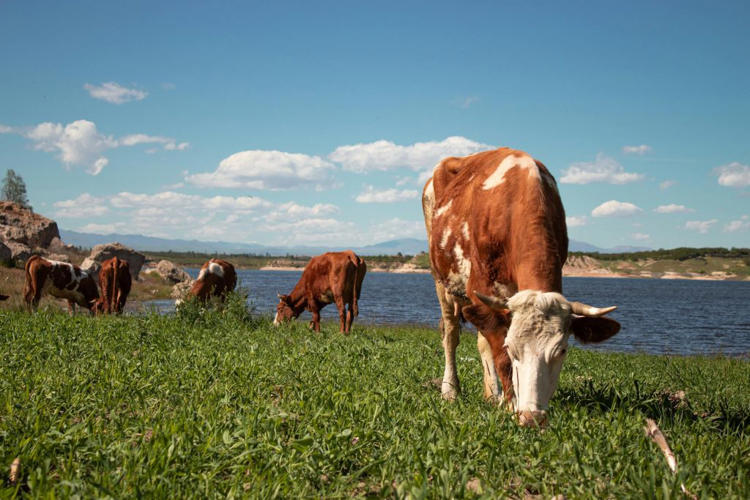 Understanding the Financials of Venturing into a Livestock Business