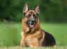 Everything to Love About German Shepherds<br><br>