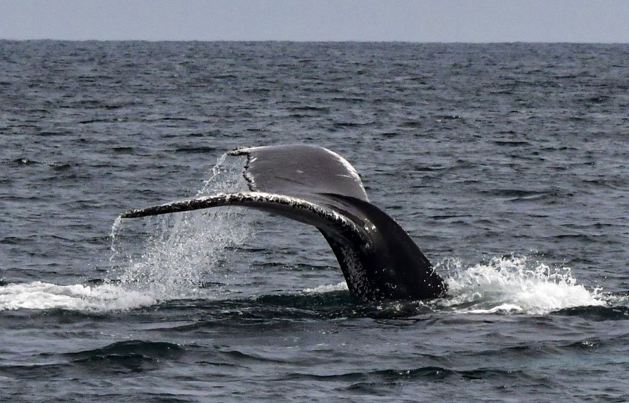 états-unis : un bateau de croisière débarque dans le port de new york avec une baleine morte sur sa proue