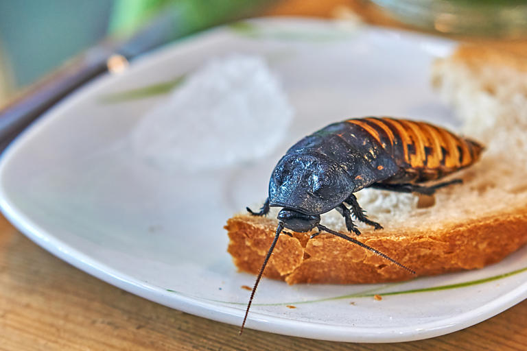 Las cucarachas son una de las plagas más temidas en verano.