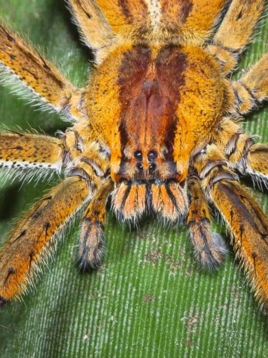<p>Are you aware that the Brazilian wandering spider is among the most venomous <a href="https://www.animalsaroundtheglobe.com/spiders/" rel="noreferrer noopener">spiders</a> globally? In this article, we will go into further detail about the Brazilian Wandering Spider Bite. </p><p>This innocuous-looking arachnid has a bite that can cause intense pain and other serious symptoms, such as paralysis, difficulty breathing, and even death. </p><p>Despite its reputation, however, with prompt medical treatment, most bites from this species are rarely life-threatening. </p><p>Let’s explore what causes a <a href="https://www.animalsaroundtheglobe.com/largest-brazilian-wandering-spider-ever-recorded-1-165476/">Brazilian wandering spider</a> bite and how you can treat one if unfortunate enough to experience it.</p><p><strong>Want to jump ahead?</strong> Click below</p>              Sharks, lions, tigers, as well as all about cats & dogs!           <a href='https://www.msn.com/en-us/channel/source/Animals%20Around%20The%20Globe%20US/sr-vid-ryujycftmyx7d7tmb5trkya28raxe6r56iuty5739ky2rf5d5wws?ocid=anaheim-ntp-following&cvid=1ff21e393be1475a8b3dd9a83a86b8df&ei=10'>           Click here to get to the Animals Around The Globe profile page</a><b> and hit "Follow" to never miss out.</b>