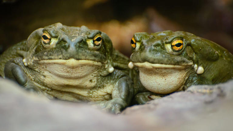 A Modified Psychedelic Toad Toxin Reduces Signs of Depression and ...