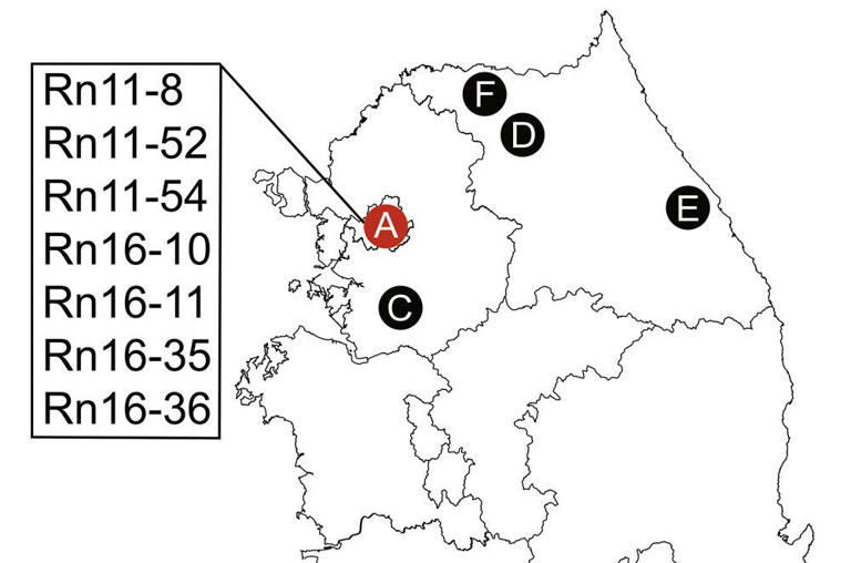 Hepatitis E virus detected for the first time in urban Norway rats in ...