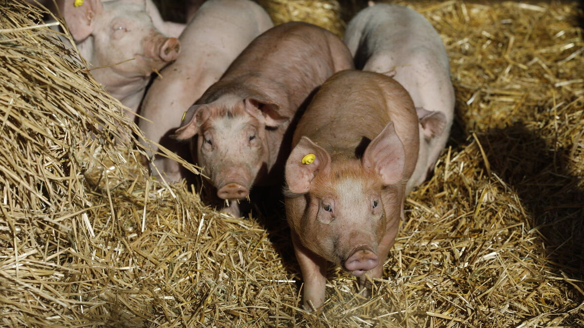 épidémie de grippe aviaire : « le risque, c’est vraiment le porc », alerte la présidente du covars