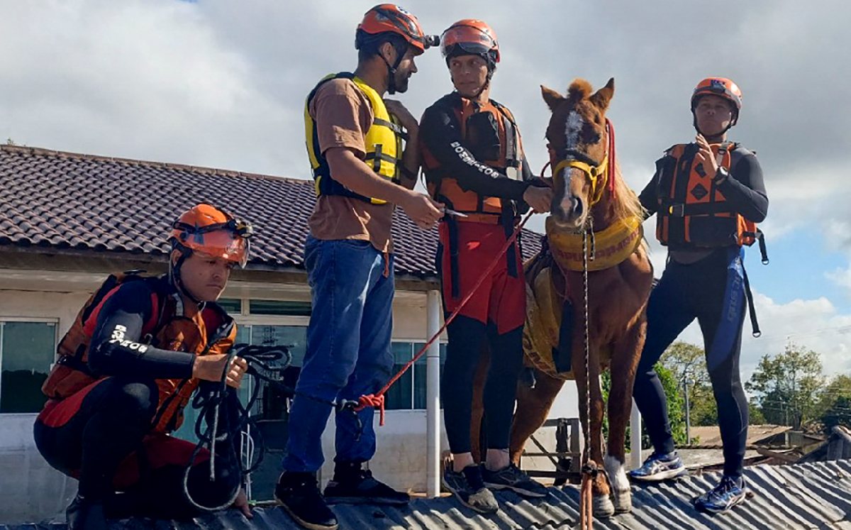 Rescatan A Caballo Que Estaba Atrapado En El Techo De Una Casa Durante ...