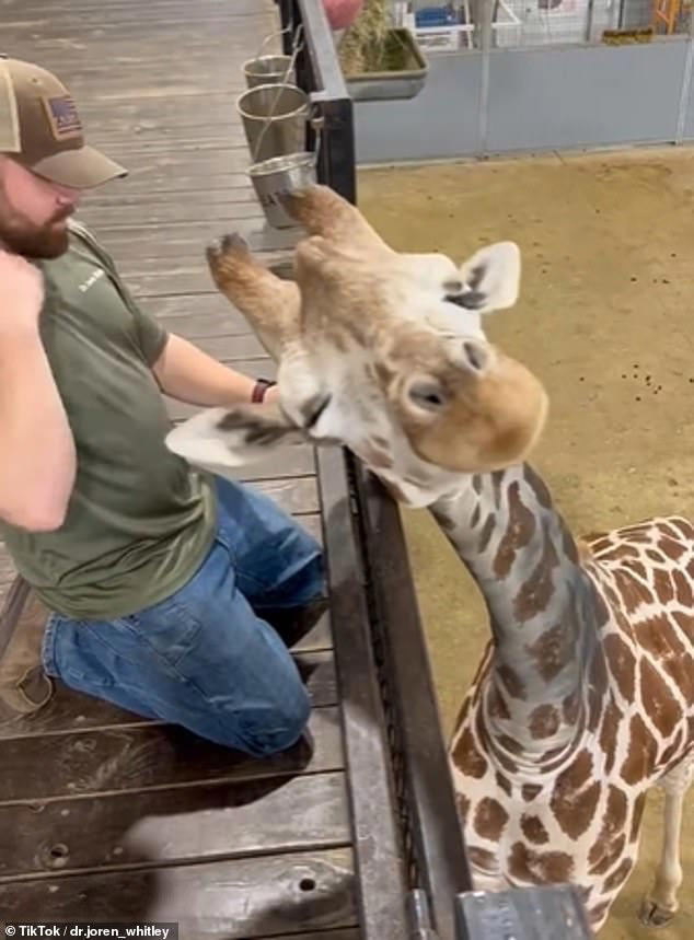 Giraffe chiropractor thrilled to work on the largest neck in the world