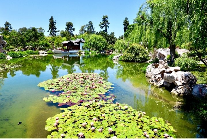 <p>Walk through lush gardens, exquisite art collections, and educational exhibitions at the Huntington Library, Art Museum, and Botanical Gardens in San Marino. The museum has diverse attractions appealing to all interests. Moreover, it’s an enriching destination for families, offering a glimpse into history and nature.</p>