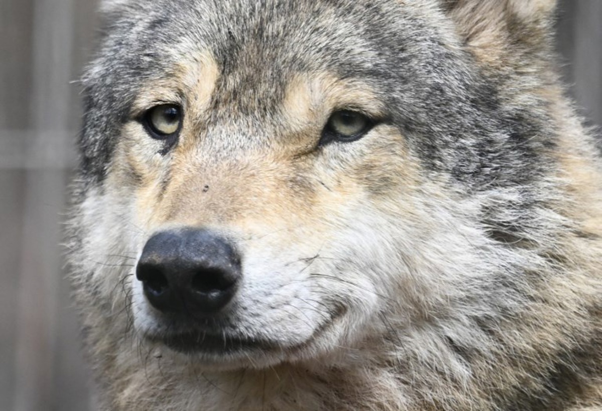 un loup tué dans un accident de la route en province d'anvers