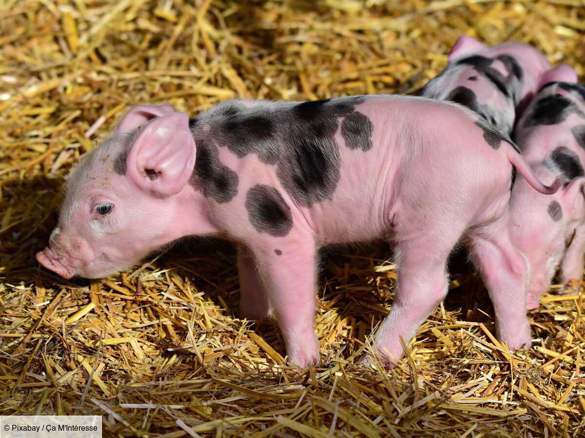 quelle est la différence entre un porc et un cochon ?