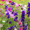 The Vibrant Purple Flowering Plant That