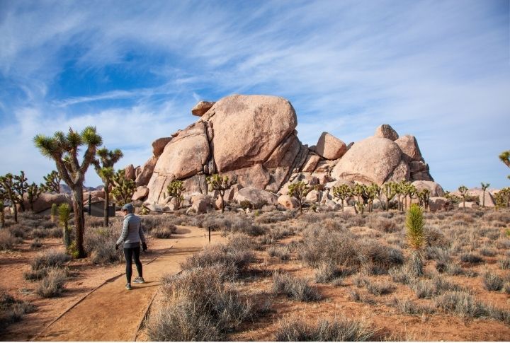 <p>Joshua Tree National Park is a captivating desert wilderness characterized by iconic Joshua trees, towering rock formations, and star-filled skies. Furthermore, it has diverse flora and fauna, which makes it a haven for nature lovers seeking adventure and serenity.</p>
