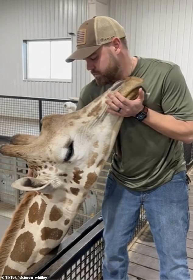 Giraffe chiropractor thrilled to work on the largest neck in the world