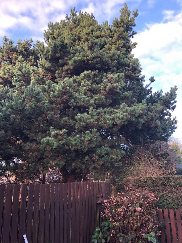 veterans charity ordered to cut 30ft hedge after neighbour complained