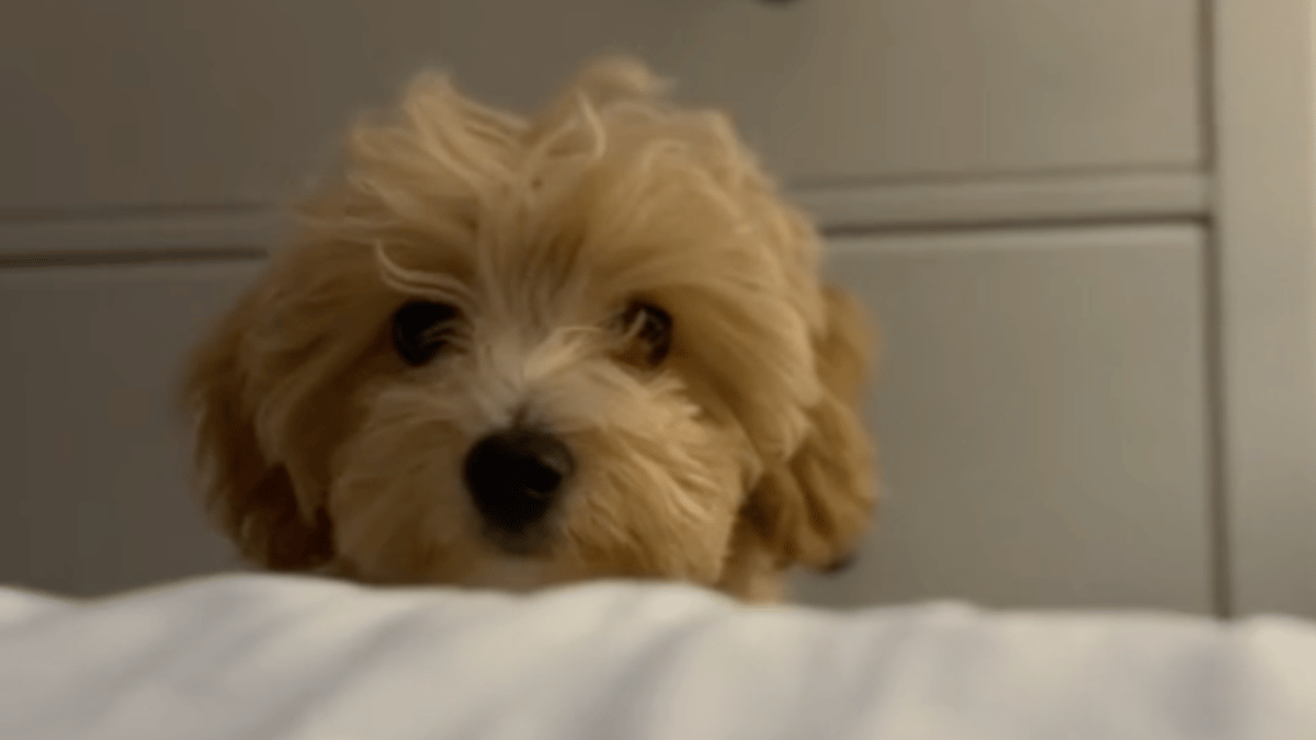 un internaute partage le réveil matinal de son chien : les internautes sont hilares