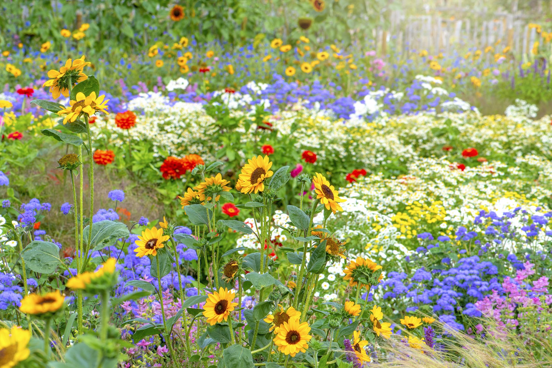 16 Beautiful Wildflowers to Plant in Your Garden