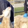 Rescued Sheep Melts When She Receives Special Massage For Mother