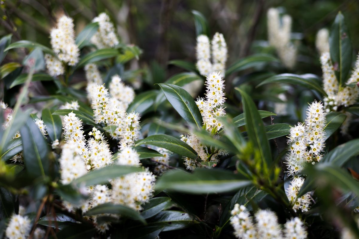 Create Your Own Private Outdoor Oasis With Trees and Shrubs