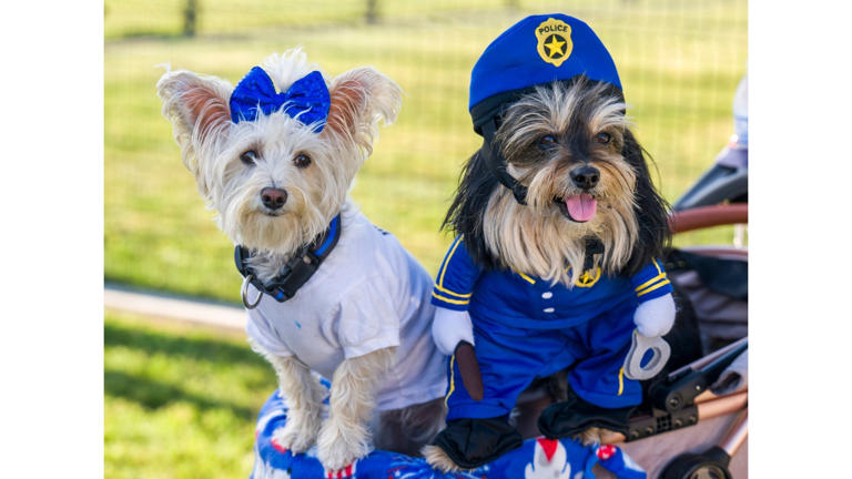 Gidget, left, a Chinese crested carin terrier and Judah Ben-Hur a Yorkie-mix arrive dressed for the occasion at the Anaheim Police Department’s Puppuccinos with a Cop event at the Maxwell Dog Park in Anaheim on Thursday, April 11, 2024. The event gave the police department an opportunity to promote the Dog Walker Watch Program.