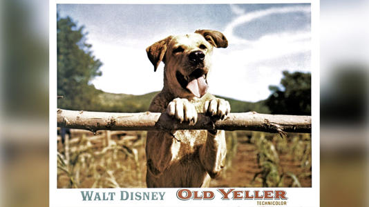 Old Yeller, lobbycard, 1957.Abigail Disney described the tragic killing of Old Yeller as "compassionate." Getty Images